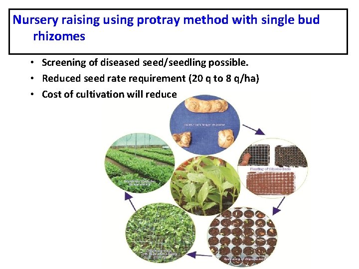 Nursery raising using protray method with single bud rhizomes • Screening of diseased seed/seedling