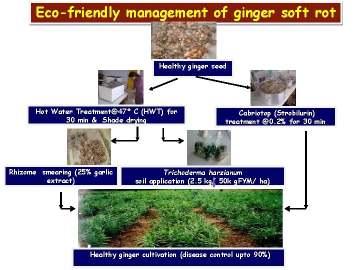 Eco-friendly management of ginger soft rot Healthy ginger seed Hot Water Treatment@47° C (HWT)