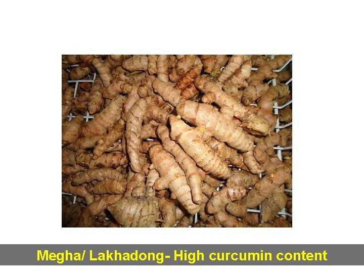 Megha/ Lakhadong- High curcumin content 