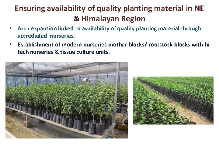 Ensuring availability of quality planting material in NE & Himalayan Region • Area expansion