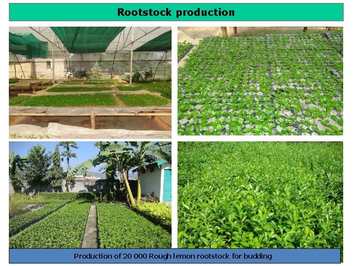 Rootstock production Production of 20 000 Rough lemon rootstock for budding 