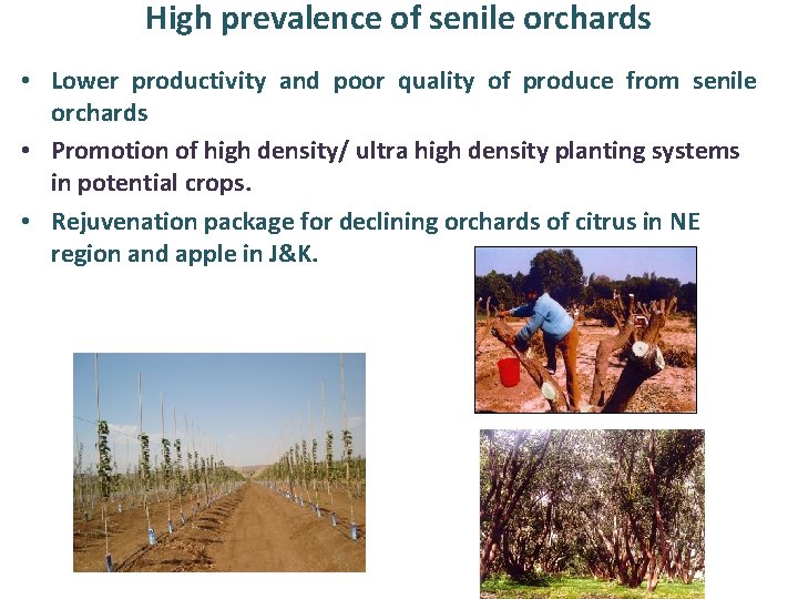 High prevalence of senile orchards • Lower productivity and poor quality of produce from