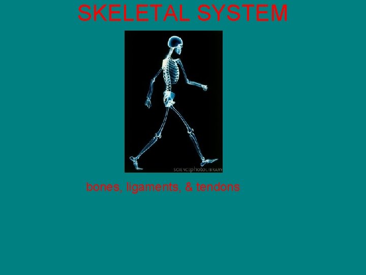 SKELETAL SYSTEM bones, ligaments, & tendons 