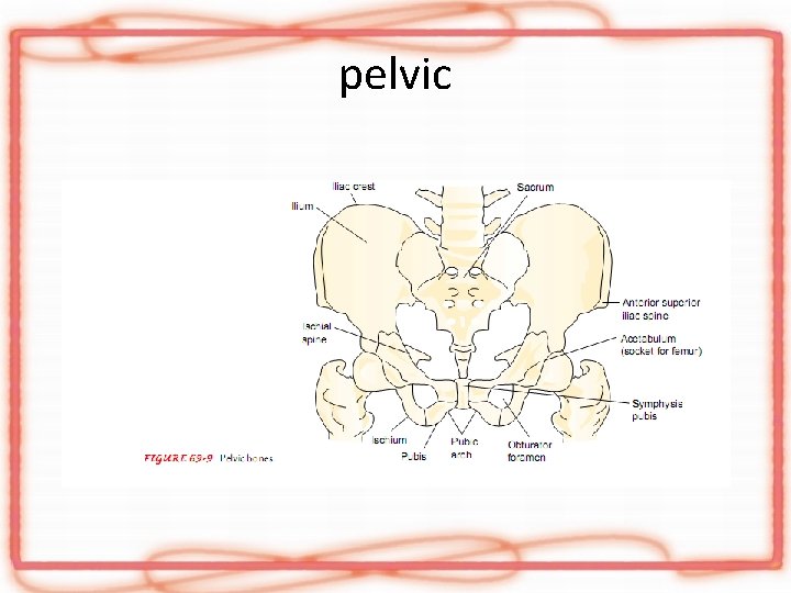 pelvic 