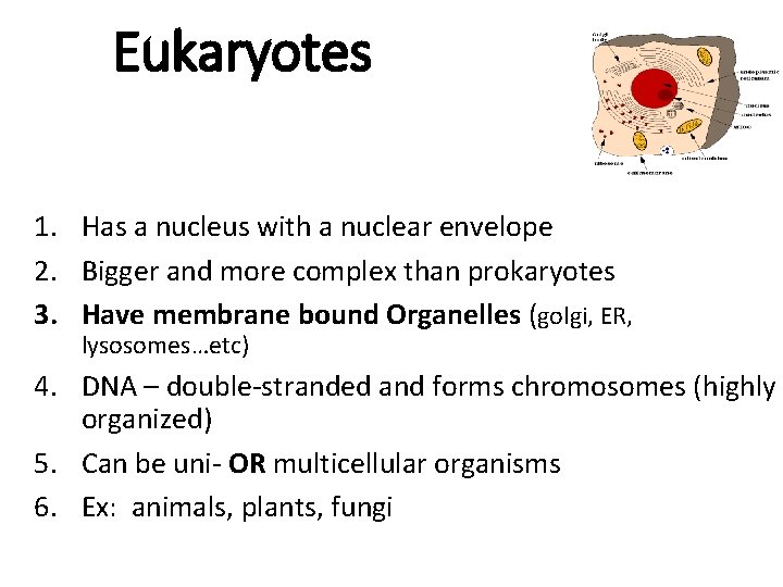 Eukaryotes 1. Has a nucleus with a nuclear envelope 2. Bigger and more complex