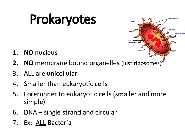 Prokaryotes 1. 2. 3. 4. 5. NO nucleus NO membrane bound organelles (just ribosomes)
