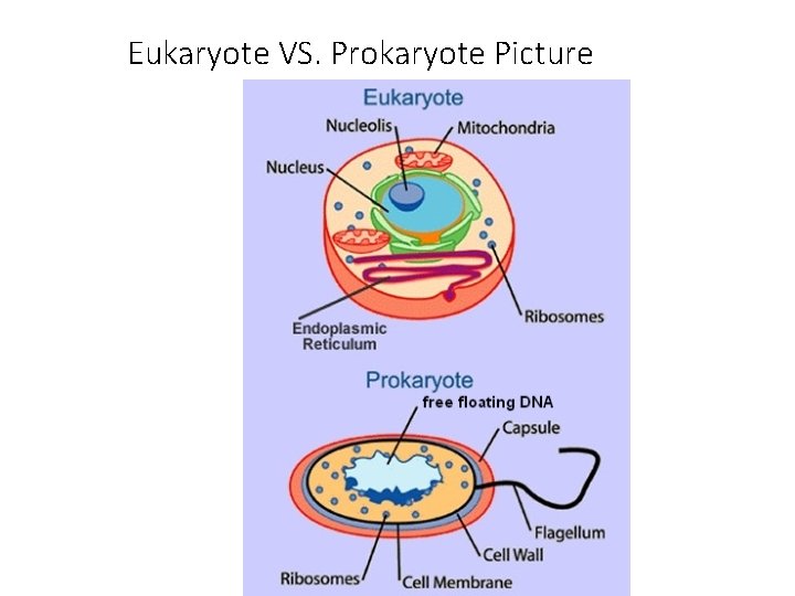 Eukaryote VS. Prokaryote Picture 