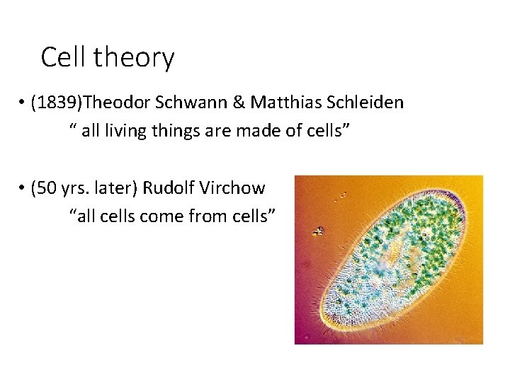 Cell theory • (1839)Theodor Schwann & Matthias Schleiden “ all living things are made