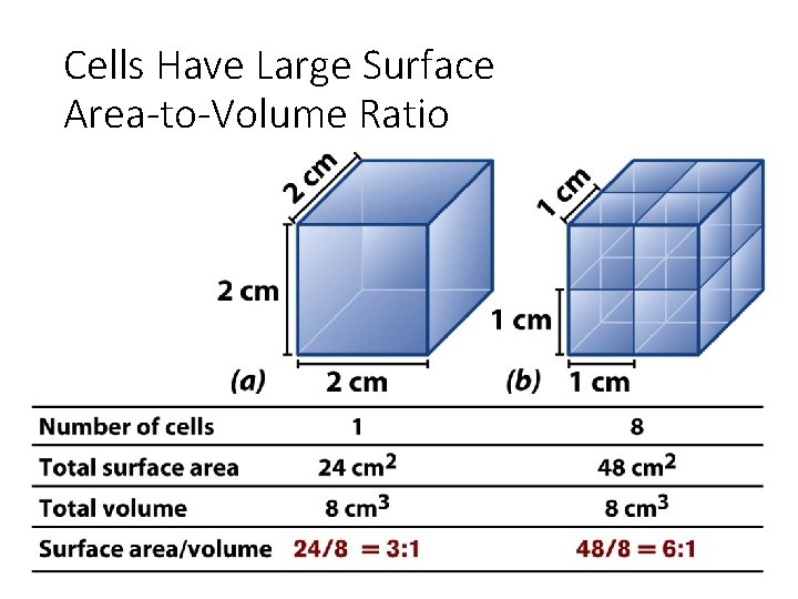 Cells Have Large Surface Area-to-Volume Ratio 