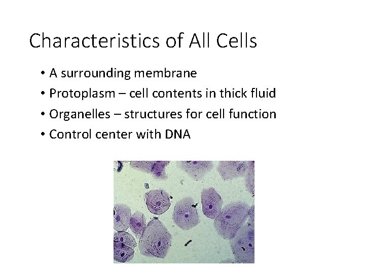 Characteristics of All Cells • A surrounding membrane • Protoplasm – cell contents in