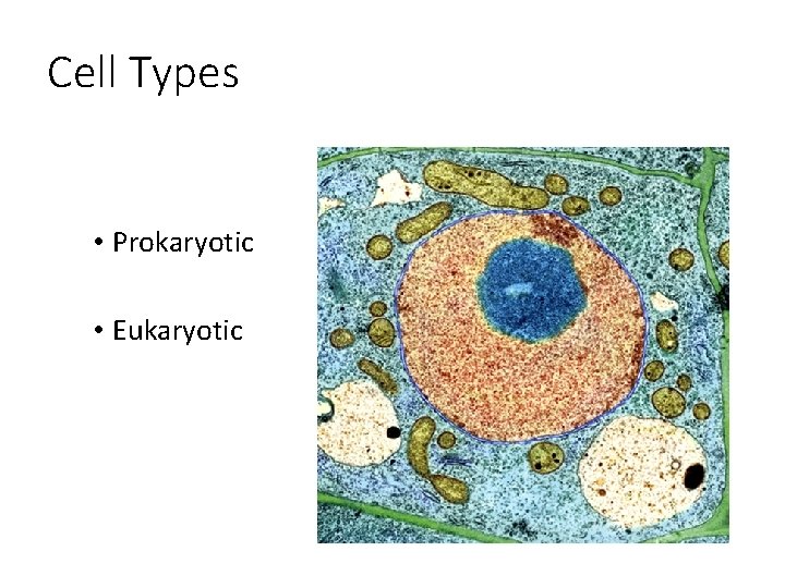 Cell Types • Prokaryotic • Eukaryotic 