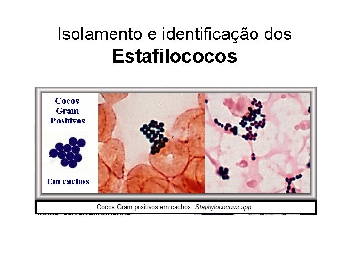 Isolamento e identificação dos Estafilococos 