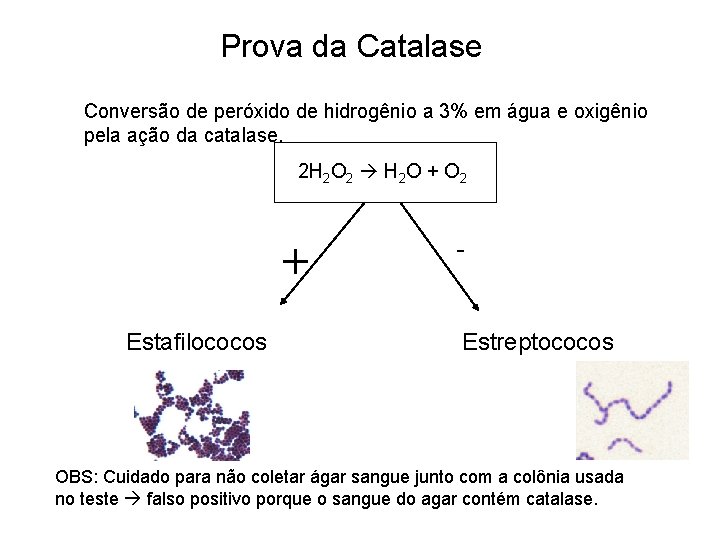 Prova da Catalase Conversão de peróxido de hidrogênio a 3% em água e oxigênio