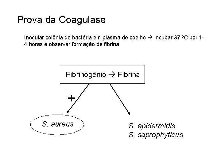 Prova da Coagulase Inocular colônia de bactéria em plasma de coelho incubar 37 ºC