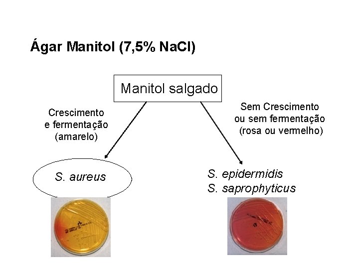 Ágar Manitol (7, 5% Na. Cl) Manitol salgado Crescimento e fermentação (amarelo) S. aureus