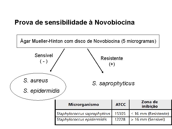 Prova de sensibilidade à Novobiocina Ágar Mueller-Hinton com disco de Novobiocina (5 microgramas) Sensível