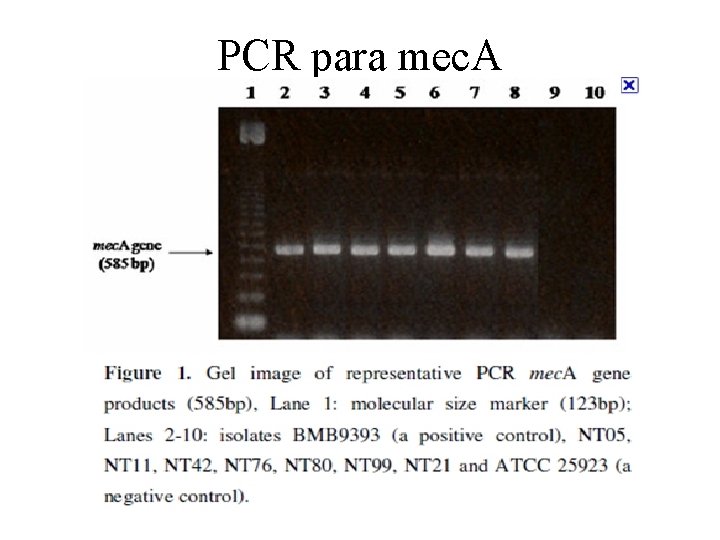 PCR para mec. A 