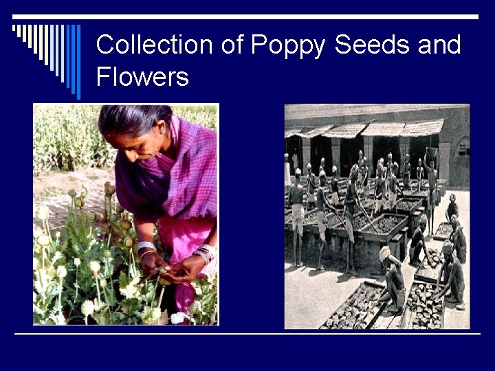 Collection of Poppy Seeds and Flowers 