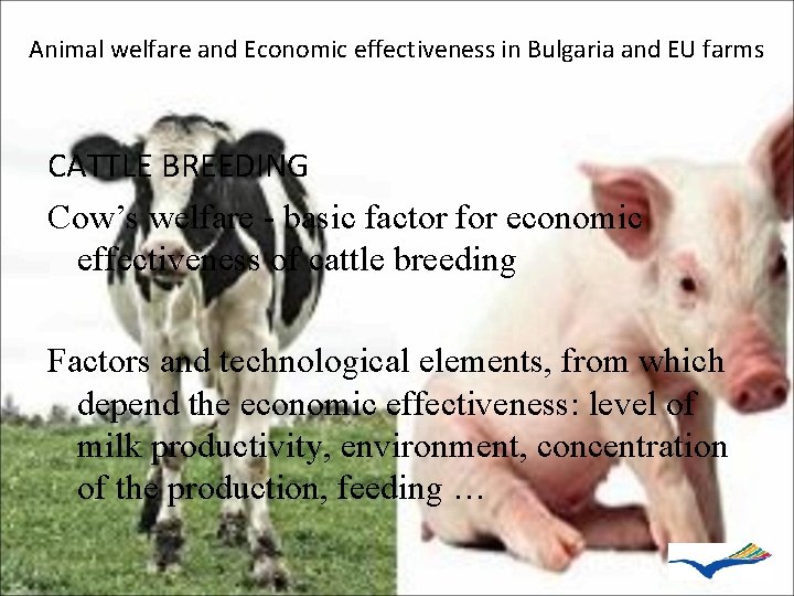 Animal welfare and Economic effectiveness in Bulgaria and EU farms CATTLE BREEDING Cow’s welfare