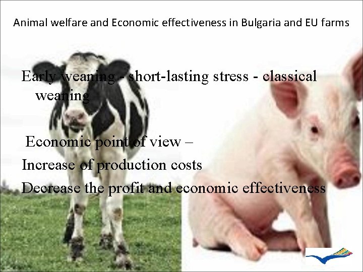 Animal welfare and Economic effectiveness in Bulgaria and EU farms Early weaning - short-lasting
