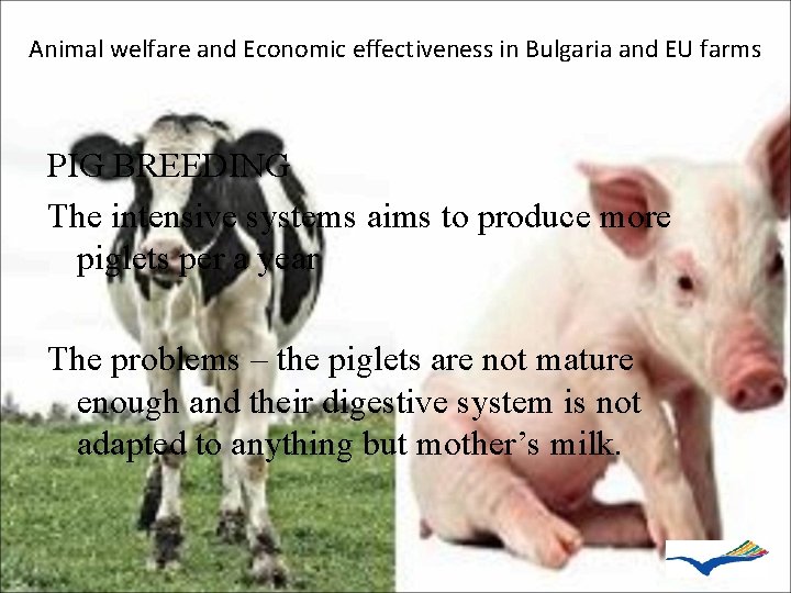 Animal welfare and Economic effectiveness in Bulgaria and EU farms PIG BREEDING The intensive