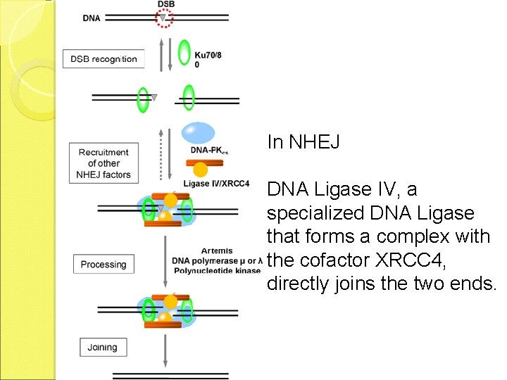 In NHEJ DNA Ligase IV, a specialized DNA Ligase that forms a complex with