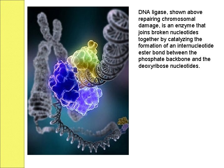 DNA ligase, shown above repairing chromosomal damage, is an enzyme that joins broken nucleotides