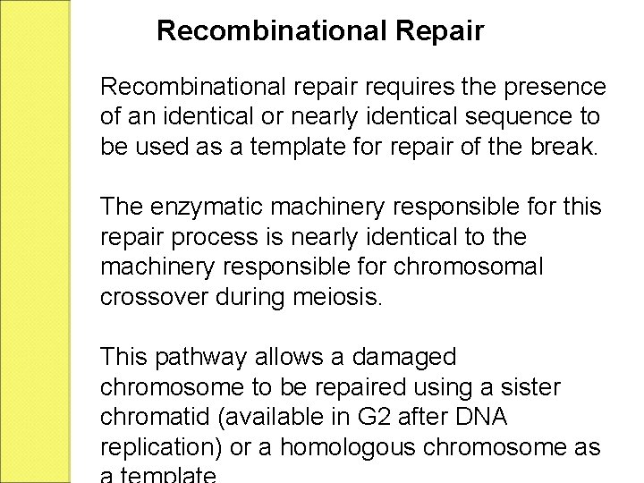 Recombinational Repair Recombinational repair requires the presence of an identical or nearly identical sequence