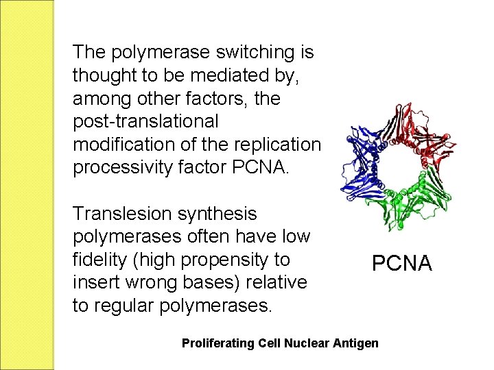 The polymerase switching is thought to be mediated by, among other factors, the post-translational
