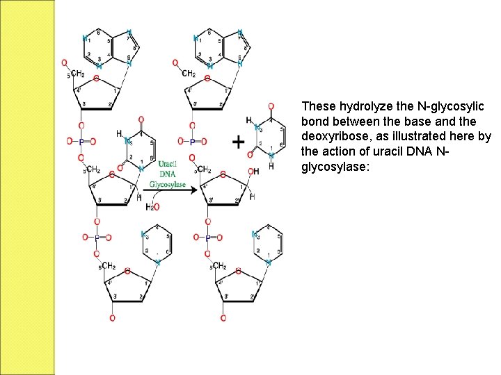 These hydrolyze the N-glycosylic bond between the base and the deoxyribose, as illustrated here