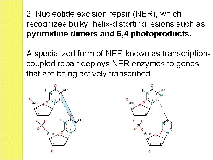 2. Nucleotide excision repair (NER), which recognizes bulky, helix-distorting lesions such as pyrimidine dimers