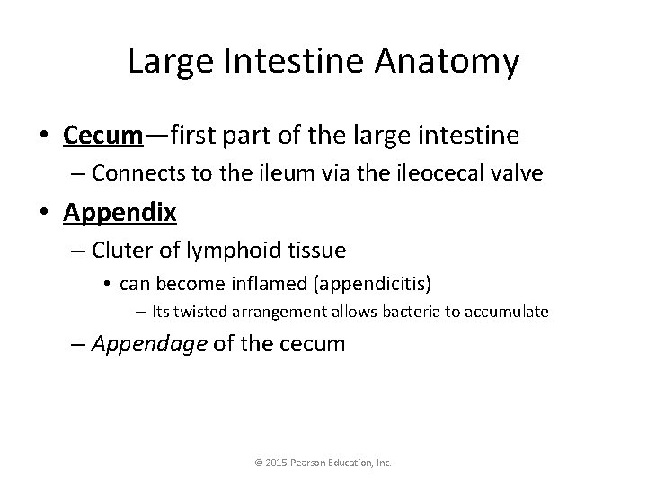 Large Intestine Anatomy • Cecum—first part of the large intestine – Connects to the