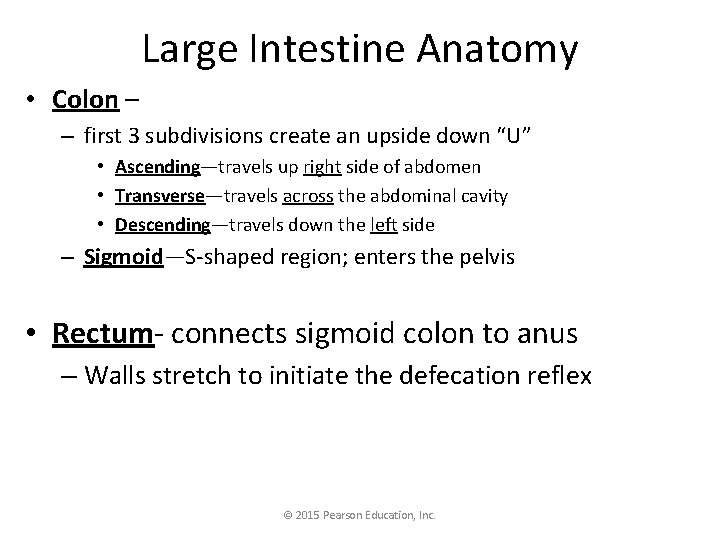 Large Intestine Anatomy • Colon – – first 3 subdivisions create an upside down