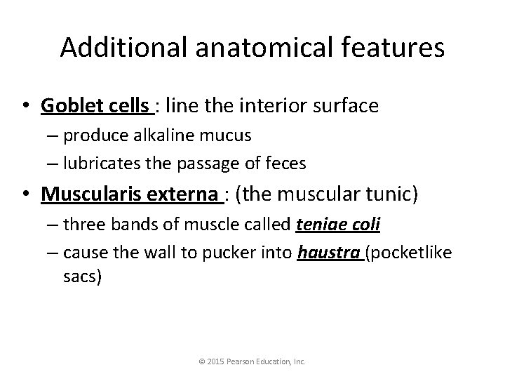 Additional anatomical features • Goblet cells : line the interior surface – produce alkaline