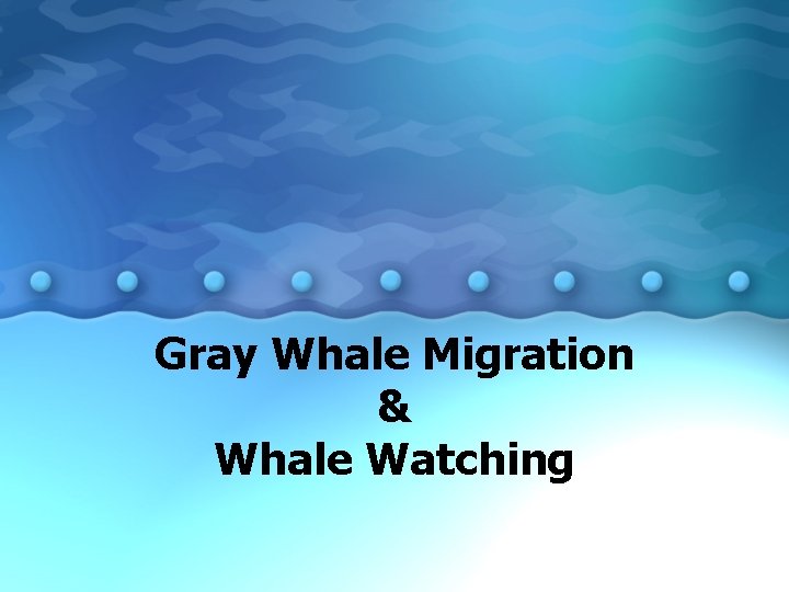 Gray Whale Migration & Whale Watching 