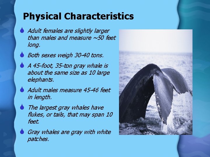 Physical Characteristics S Adult females are slightly larger than males and measure ~50 feet