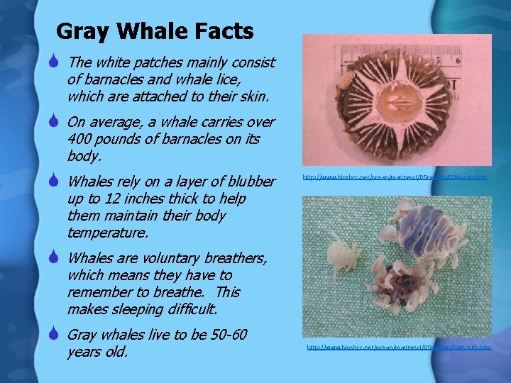 Gray Whale Facts S The white patches mainly consist of barnacles and whale lice,