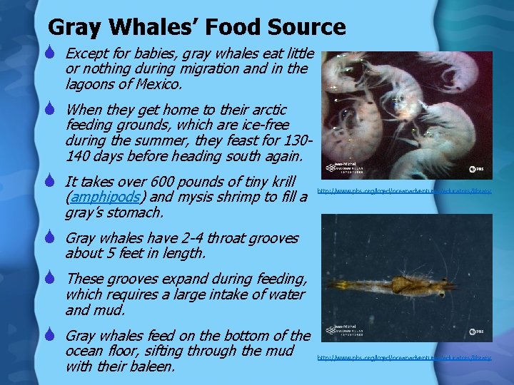 Gray Whales’ Food Source S Except for babies, gray whales eat little or nothing