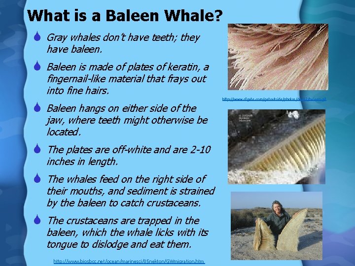 What is a Baleen Whale? S Gray whales don’t have teeth; they have baleen.