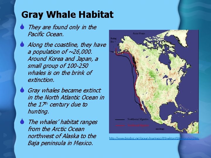 Gray Whale Habitat S They are found only in the Pacific Ocean. S Along