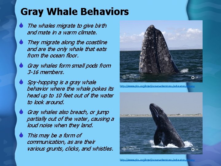 Gray Whale Behaviors S The whales migrate to give birth and mate in a