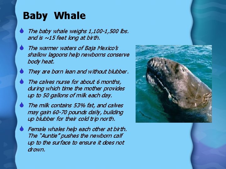 Baby Whale S The baby whale weighs 1, 100 -1, 500 lbs. and is