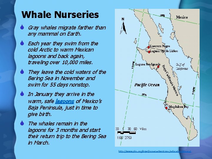 Whale Nurseries S Gray whales migrate farther than any mammal on Earth. S Each