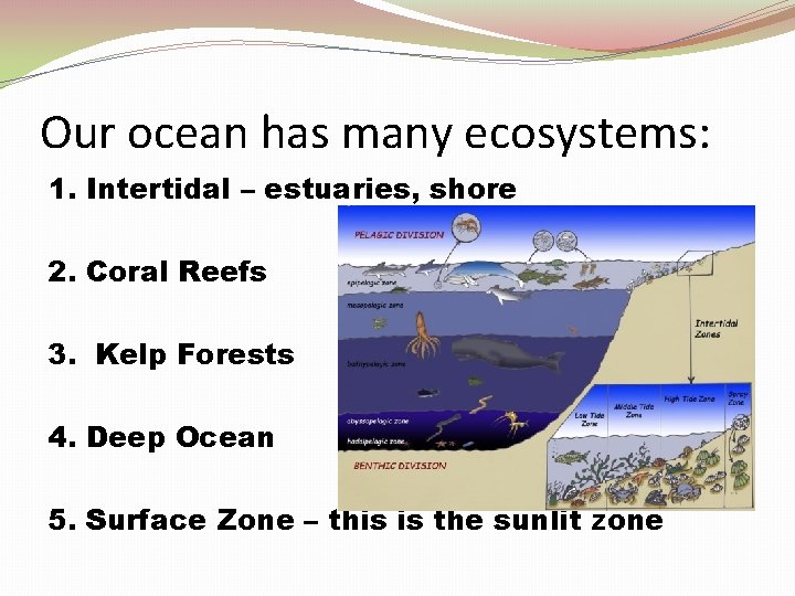Our ocean has many ecosystems: 1. Intertidal – estuaries, shore 2. Coral Reefs 3.