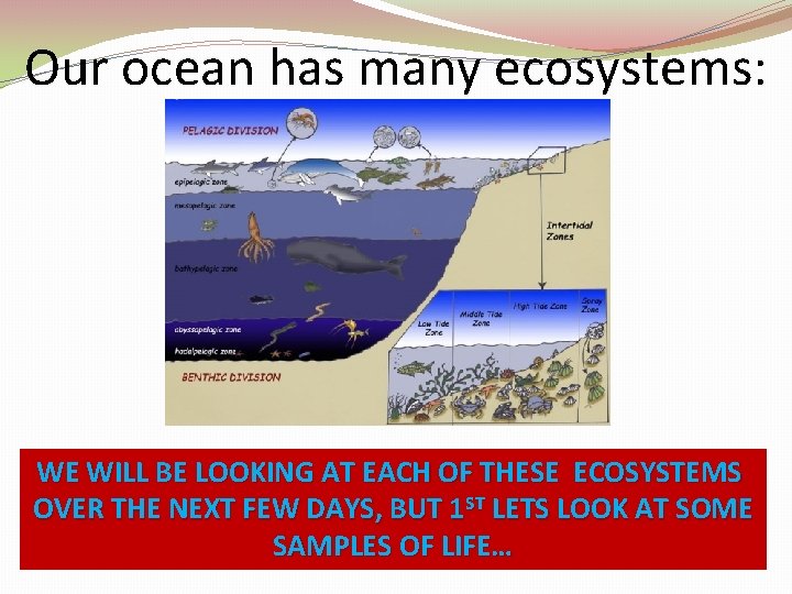 Our ocean has many ecosystems: WE WILL BE LOOKING AT EACH OF THESE ECOSYSTEMS