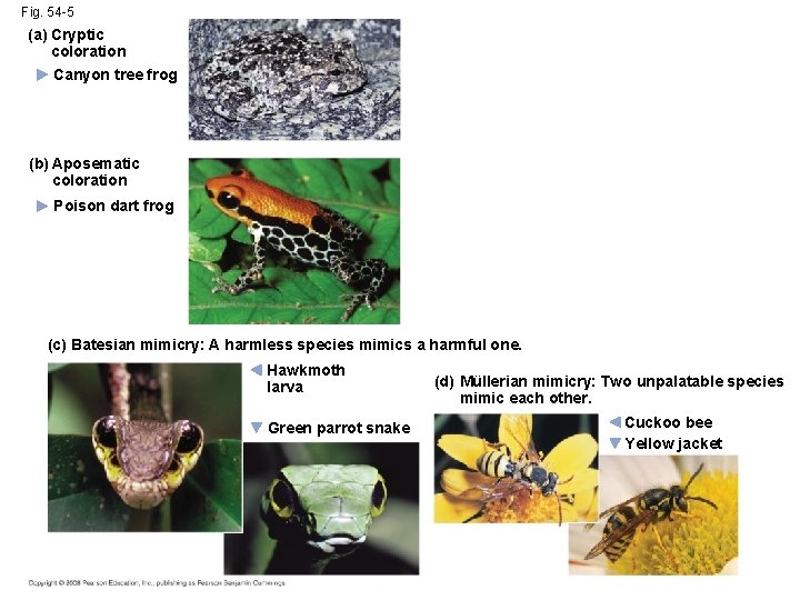 Fig. 54 -5 (a) Cryptic coloration Canyon tree frog (b) Aposematic coloration Poison dart