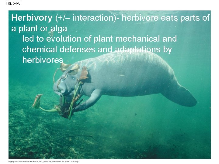 Fig. 54 -6 Herbivory (+/– interaction)- herbivore eats parts of a plant or alga