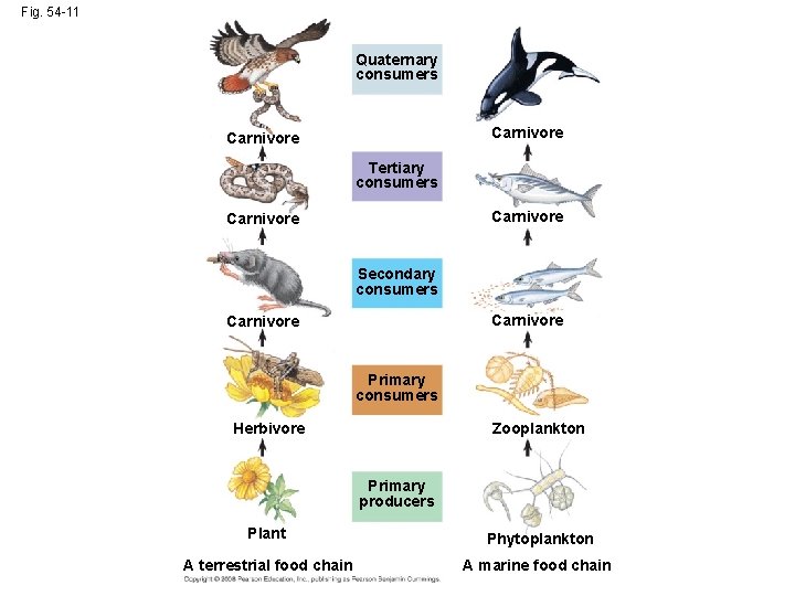 Fig. 54 -11 Quaternary consumers Carnivore Tertiary consumers Carnivore Secondary consumers Carnivore Primary consumers