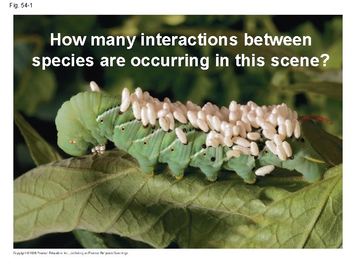 Fig. 54 -1 How many interactions between species are occurring in this scene? 