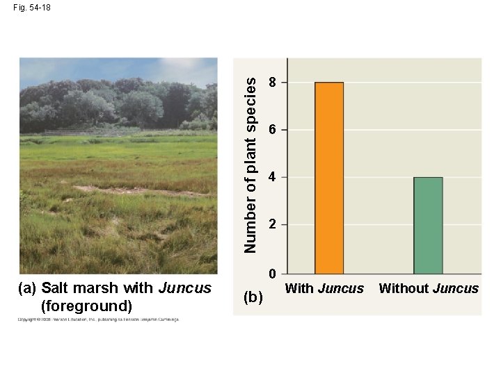 Number of plant species Fig. 54 -18 (a) Salt marsh with Juncus (foreground) 8